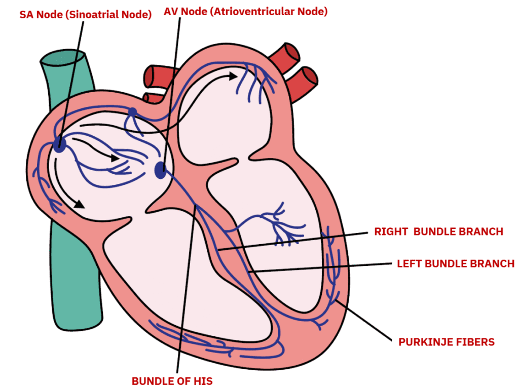ELECTRICAL CONDUCTION SYSTEM OF THE HEART