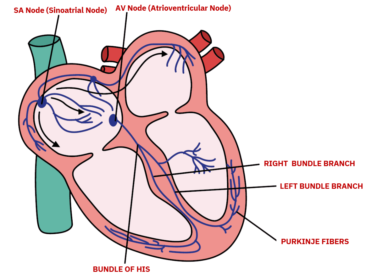 ELECTRICAL CONDUCTION SYSTEM OF THE HEART